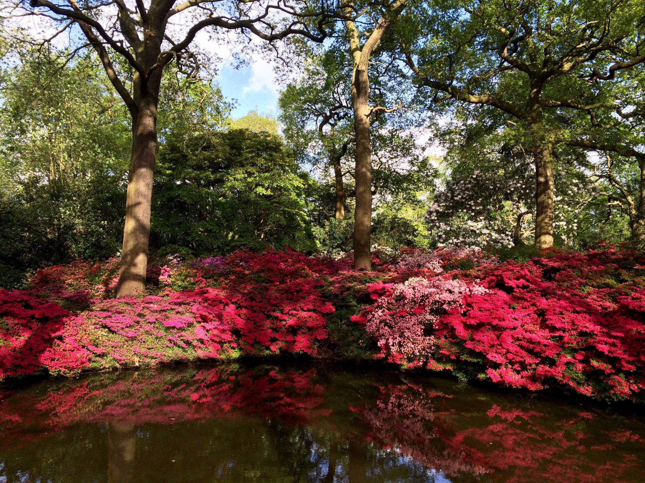 Англия весной - Isabella plantation