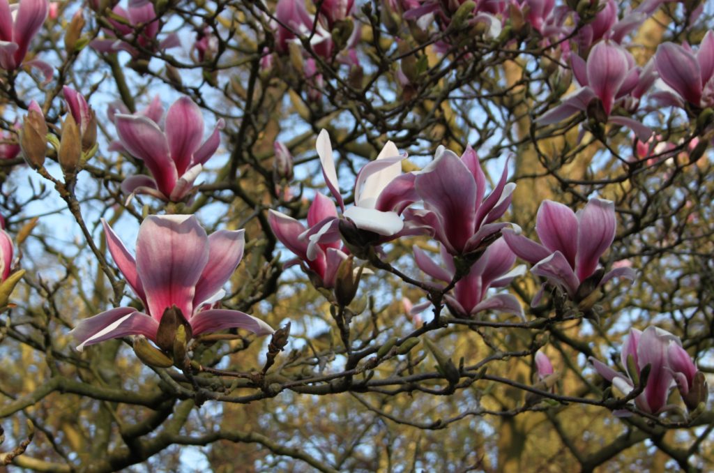 Англия весной - Savill Garden